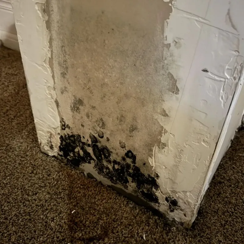 Professional Mold Removal in Eddyville, KY